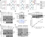 PSD-95 Antibody in Western Blot (WB)
