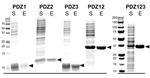 PSD-95 Antibody in Western Blot (WB)