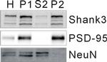PSD-95 Antibody in Western Blot (WB)