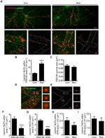 PSD-95 Antibody in Immunocytochemistry (ICC/IF)