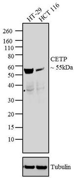 CETP Antibody in Western Blot (WB)