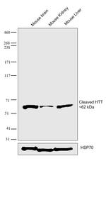 Huntingtin Monoclonal Antibody (4-13)