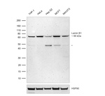 Lamin B1 Antibody in Western Blot (WB)