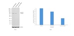 Lamin B1 Antibody in Western Blot (WB)
