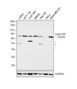 Lamin B2 Antibody in Western Blot (WB)