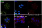 MUC1 Antibody