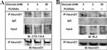 O-linked N-acetylglucosamine (O-GlcNAc) Antibody in Western Blot (WB)