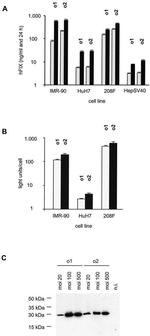 Hepatitis C Virus Core Antigen Antibody in Western Blot (WB)