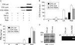 Hepatitis C Virus Core Antigen Antibody in Western Blot (WB)