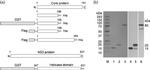 Hepatitis C Virus Core Antigen Antibody in Western Blot (WB)