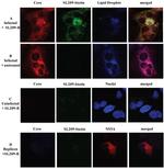 Hepatitis C Virus Core Antigen Antibody in Immunocytochemistry (ICC/IF)