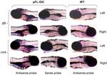 Hepatitis C Virus Core Antigen Antibody in In Situ Hybridization (ISH)
