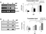Hepatitis C Virus Core Antigen Antibody in Western Blot (WB)