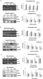 Hepatitis C Virus Core Antigen Antibody in Western Blot (WB)