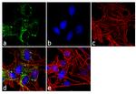 NF1 Antibody in Immunocytochemistry (ICC/IF)