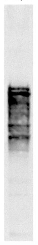 NSP1 Monoclonal Antibody (32D6)