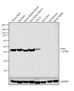 Actin Muscle Antibody in Western Blot (WB)