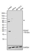 CD3e Antibody in Western Blot (WB)