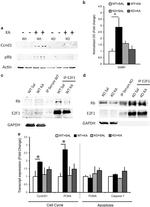 Cyclin D1 Antibody in Western Blot (WB)