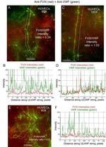 Factor VIII Monoclonal Antibody (F8-5.5.72)
