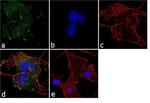 Huntingtin Monoclonal Antibody (3-19)