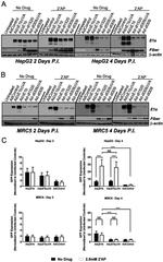 beta Actin Loading Control Antibody in Western Blot (WB)