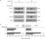 CDKN2B Antibody in Western Blot (WB)