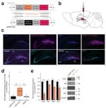 Synapsin 3 Antibody in Western Blot (WB)