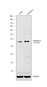 Caspase 6 Monoclonal Antibody (MCH2 14 1-190)