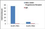 Progesterone Receptor Antibody in ChIP Assay (ChIP)