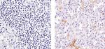 VCAM-1 Antibody in Immunohistochemistry (Paraffin) (IHC (P))