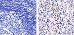 VCAM-1 Antibody in Immunohistochemistry (Paraffin) (IHC (P))