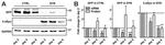 alpha Synuclein Antibody in Western Blot (WB)