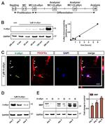 alpha Synuclein Antibody in Western Blot, Immunocytochemistry (WB, ICC/IF)