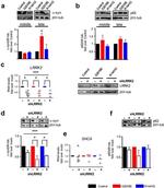 alpha Synuclein Antibody in Western Blot (WB)