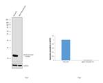 alpha Synuclein Antibody in Western Blot (WB)