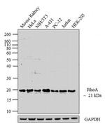 RhoA Monoclonal Antibody (1B8-1C7)