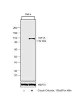 HIF1A Monoclonal Antibody (H1alpha 67-7)