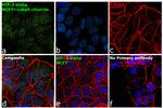 HIF-2 alpha Monoclonal Antibody (ep190b)