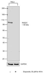RAD21 Monoclonal Antibody (CM110-2C10)