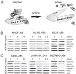 Separase Antibody in Western Blot (WB)