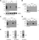 ATP1B1 Antibody in Western Blot (WB)