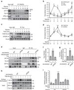 STEP Antibody in Western Blot (WB)