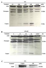 Active/Pro-Caspase 3 Antibody in Western Blot (WB)
