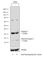 Active/Pro-Caspase 3 Antibody in Western Blot (WB)