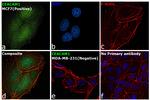 CD66 (CEACAM) Antibody