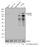 CD66 (CEACAM) Antibody