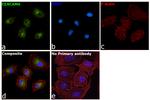 CEACAM5/CEACAM6 Antibody in Immunocytochemistry (ICC/IF)