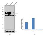 CEACAM5/CEACAM6 Antibody in Western Blot (WB)