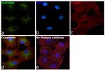 CEACAM6 Antibody in Immunocytochemistry (ICC/IF)